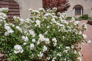 Fototapeta na wymiar Close up of bush of white tender flowers