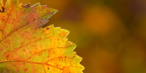 Close-up orange yellow vine leaf in autumn fall