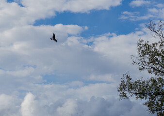 Royal kite flying in a sky with clouds and clearings