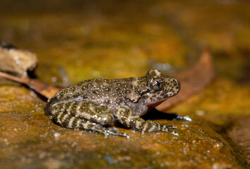 A beautiful Natal Cascade Frog (Hadromophryne natalensis) at the base of a waterfall in a forest