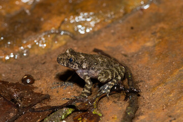 A beautiful Natal Cascade Frog (Hadromophryne natalensis) at the base of a waterfall in a forest