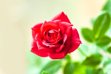 Beautiful rose flower. House and garden plant.