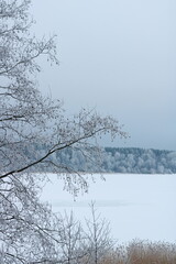 tree. a branch in the snow, the embankment in winter, everything is covered with white snow