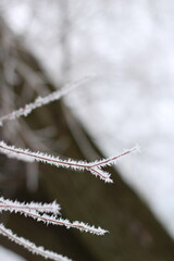 a twig in the snow large in a winter park