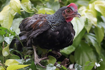 A male green Javanese junglefowl is resting in a grove of betel plants. This beautiful colored bird...