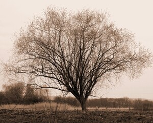 Baum in Moorlandschaft