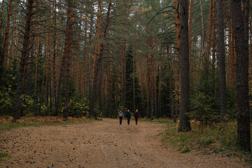 Obraz premium The girls travel on foot through an autumn forest. Happy camper friends walking along the dirt road to the campsite