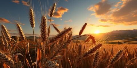 Wheat Fields with a Beautiful Sunset View - obrazy, fototapety, plakaty
