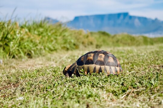 tortoise hiding in the grass