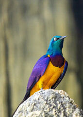 Golden-Breasted Starling (Cosmopsarus regius) Outdoors