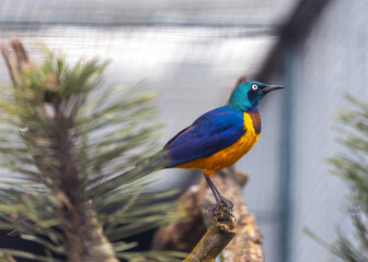 Golden-Breasted Starling (Cosmopsarus regius) Outdoors