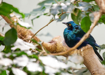 Greater Blue-eared Starling (Lamprotornis chalybaeus)