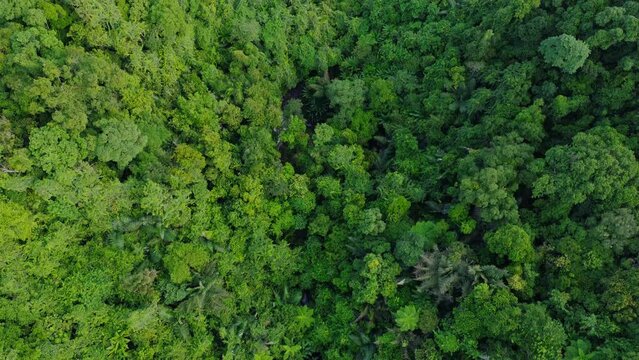 Tropical forest canopy surface filmed aerially from a drone. Natural environment of primeval forests and mountains.