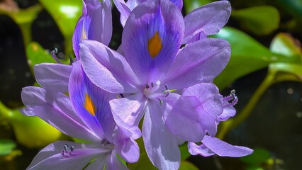 Water hyacinths (Eichhornia azurea), purple inflorescences of an aquatic invasive plant