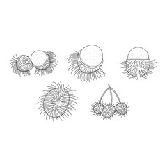 Rambutan fruit black and white vector set isolated on a white background.