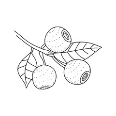 Hand drawn sketch black and white blueberry branch, fruit, leaf. Vector illustration. Elements in graphic style label, card, sticker, menu, package. Engraved style.