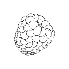Raspberry hand drawn vector illustration. Raspberries sketch. Vector illustration isolated on white background