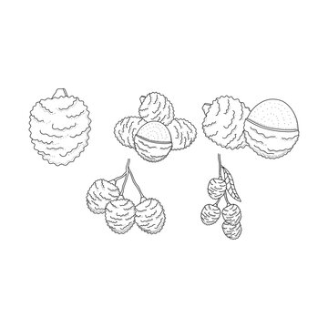 Lychee fruit hand drawn doodle illustrations vector set