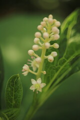 Obraz premium close up of a flower