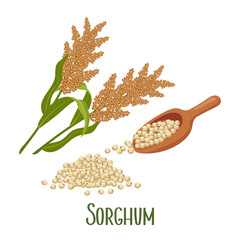 Set of sorghum grains and spikelets. Sorghum plant, sorghum grains in a wooden paddle. Agriculture, design elements, vector - obrazy, fototapety, plakaty