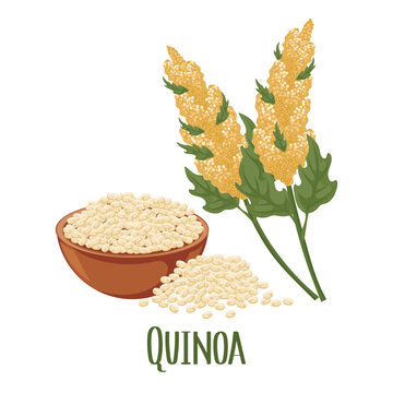 Set of quinoa grains and spikelets. Quinoa plant, quinoa grains in a plate. Agriculture, food, design elements, vector