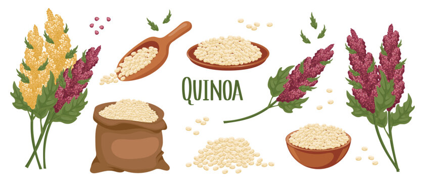 Set of quinoa grains and spikelets. Quinoa plant, quinoa grains in a plate, spoon and bag. Agriculture, food, design elements, vector