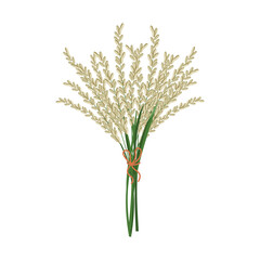 Bouquet of spikelets of rice. Agriculture icon, design element, vector
