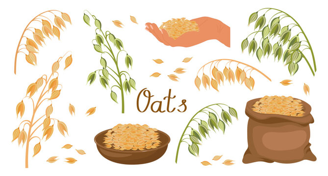 A set of grains and spikelets of oats. Oats plant, oat grains in a plate, in a hand and a bag. Agriculture background, design elements, vector