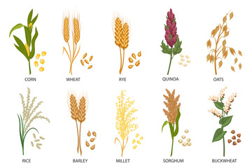 Set of cereals, grain plants. Wheat, rye, oats, rice, buckwheat, corn, quinoa, sorghum, barley, millet, spikelets. Harvest, agriculture. Illustration, vector - obrazy, fototapety, plakaty