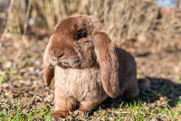 
A big beautiful purebred rabbit outdoors on a sunny day, rabbits grazing on grass