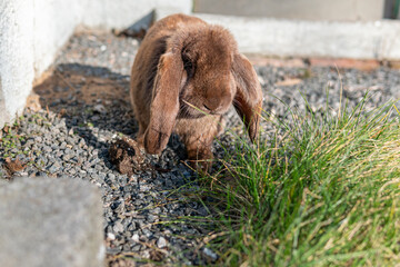 
A big beautiful purebred rabbit outdoors on a sunny day, rabbits grazing on grass