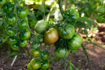 Fototapeta premium Zigan, Gipsy,Tsygan, Mustlane, Zygann, Cherokee Purple tomatoes growing on the vine on a homestead