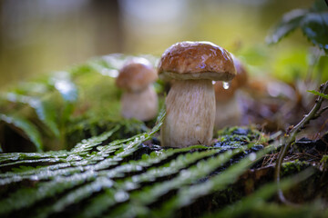 Jesienne grzybobranie w Beskidzie Sądeckim. Jesienne grzyby. © rogozinski