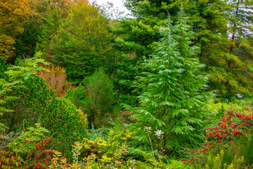 Obraz premium Ataturk Arboretum botanic park on Autumn, Istanbul