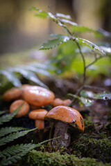 Jesienne grzybobranie w Beskidzie Sądeckim. Grzyby jesienią.