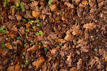 Wet autumn leaves on the ground