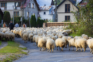 Redyk jesienny 2023 w Kluszkowcach. Wypas owiec.