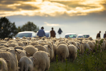 Redyk jesienny 2023 w Kluszkowcach. Wypas owiec.