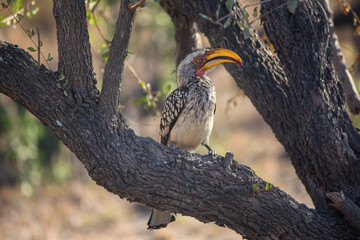 Southern yellow-billed hornbill perching in a tree in Kruger National Park
