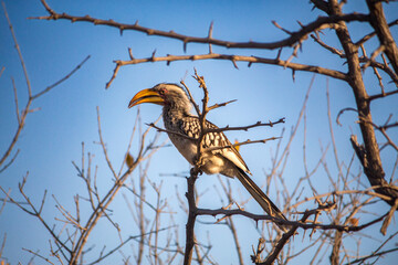 Southern yellow-billed hornbill perching in a tree in Kruger National Park © John