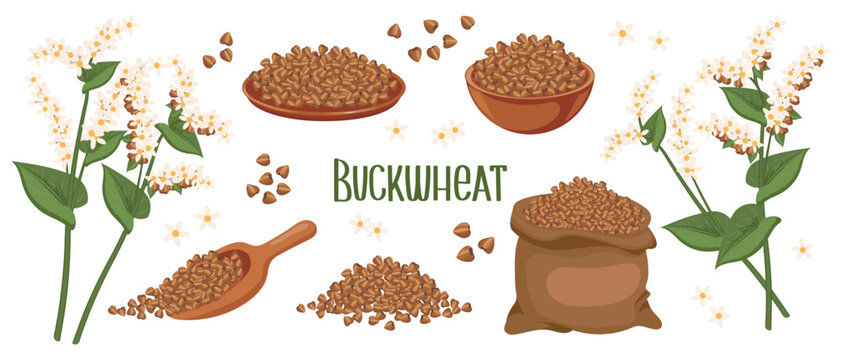 Set of buckwheat grains and spikelets. Buckwheat plant, buckwheat grains in a plate, spoon and bag. Agriculture, food icons, design elements, vector