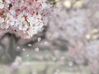 満開の桜の写真