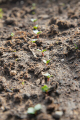 young leaves of radish on ground, seedlings. top view