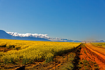 Canola fields on dirt road with cloud covered hill