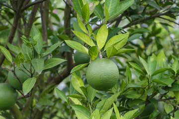 Bari 1 Sweet Malta Orange Fruit Cultivation In Bangladesh. It contains vitamin-C