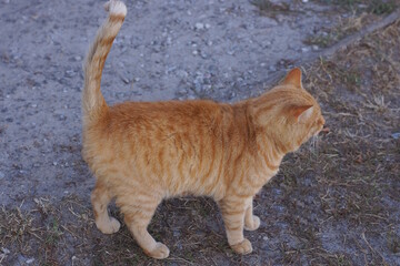 Fototapeta premium one big red cat stands on the gray ground on the street