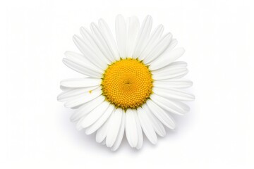 Common daisy isolated on white background.