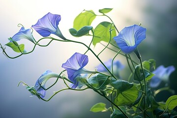 Morning Glory vine unfurling its delicate petals in the morning light.