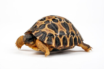 juvenile Radiated tortoise // junge Strahlenschildkröte (Astrochelys radiata)