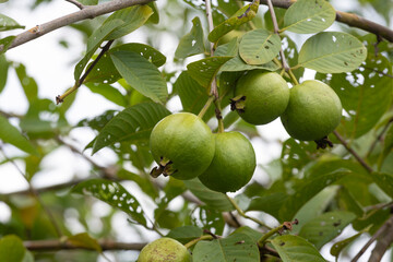 Organic guava fruits hanging on tree in agriculture farm of Bangladesh.This fruit contains a lot of vitamin C